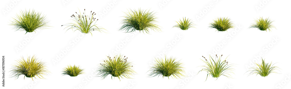 Fototapeta premium Japanese Sedge Grass (Carex morrowii, Ornamental Sedge) isolated PNG on a transparent background premium nature cutout