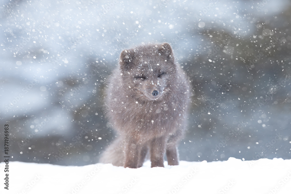 Obraz premium Blue morph Arctic fox standing in a snowy white winter landscape