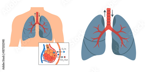 Human respiratory system showing lungs and gas exchange