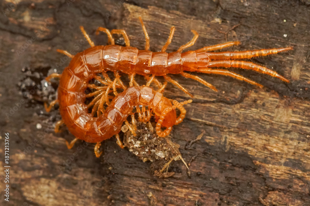 Fototapeta premium A centipede crawls on a wooden surface, showcasing its many legs and segmented body in a close-up shot.