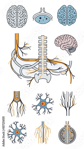 Human Nervous System Anatomy Illustration: Brain, Spine, Neurons