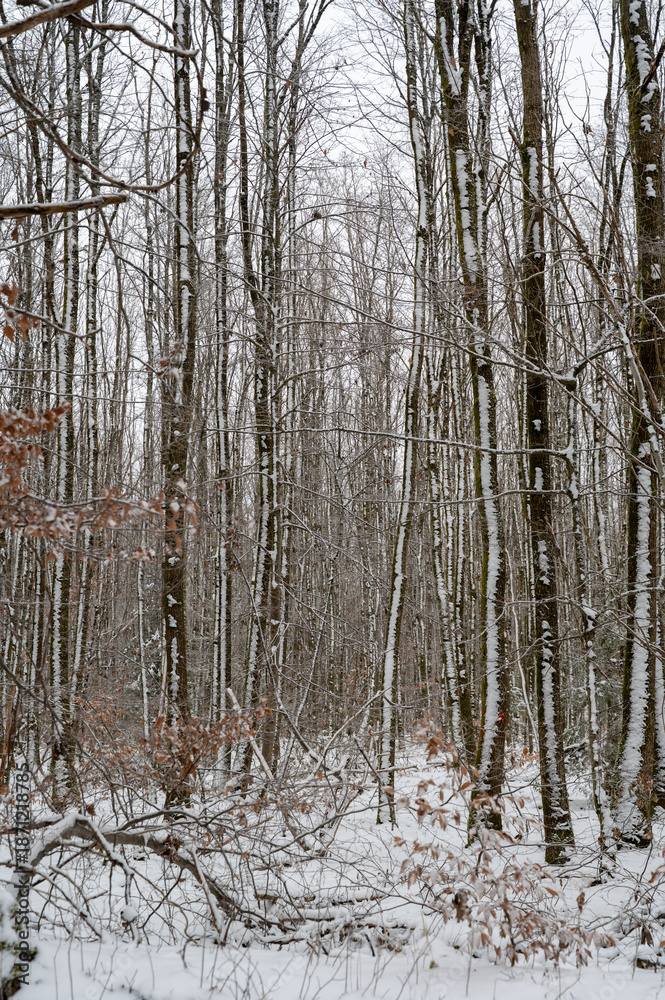 Naklejka premium Winter forest with snow