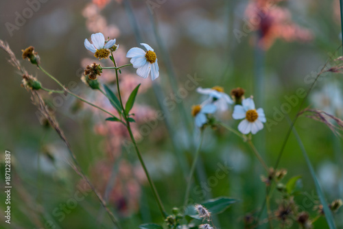 wild flowers in the field