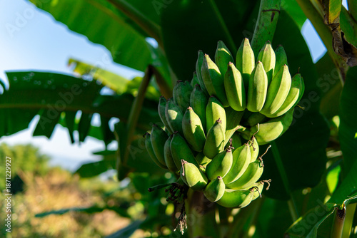 banana tree in the garden