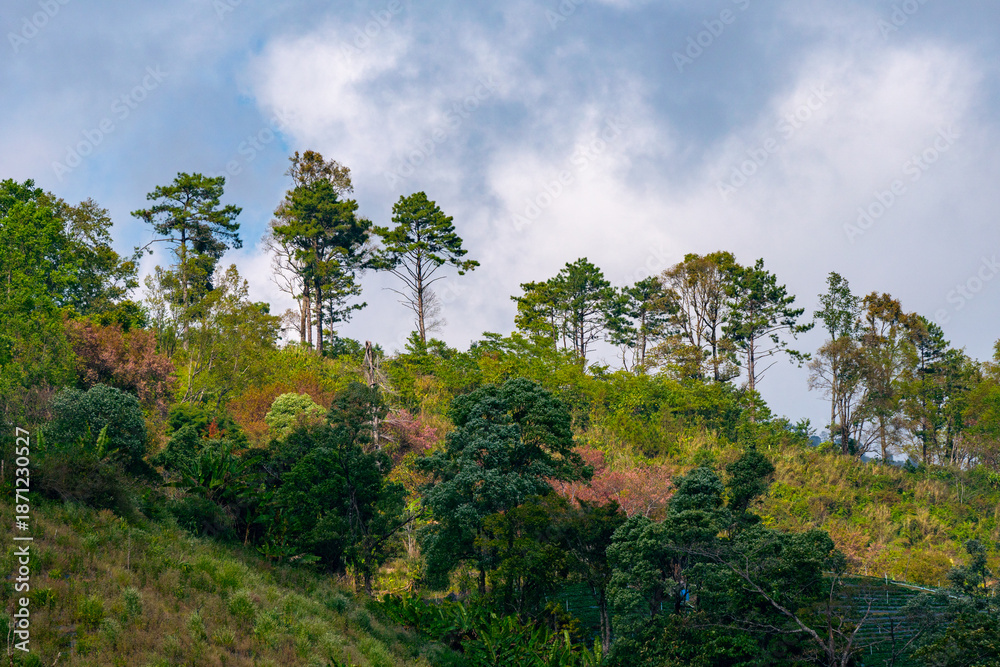 Fototapeta premium clouds over the forest