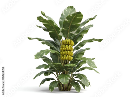 Tropical banana plant with green leaves and ripe yellow bananas in cluster
