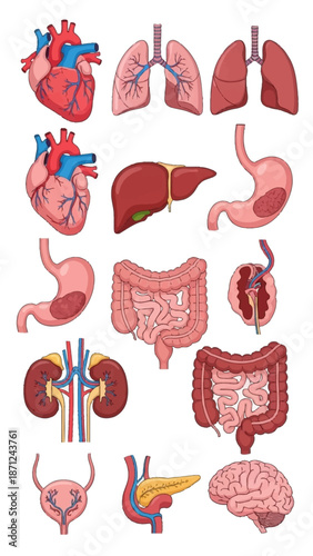 Human Anatomy: Collection of Internal Organs - Heart, Lungs, Liver, Stomach, Kidneys