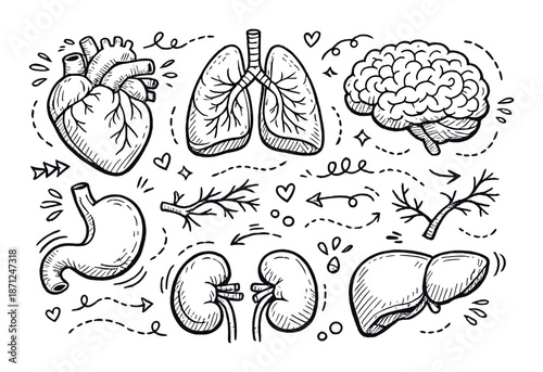 Hand-drawn human organs illustration with heart, lungs, brain, stomach, kidneys, and liver