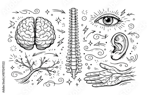 Illustration of brain, spine, and sensory organs in black and white medical design