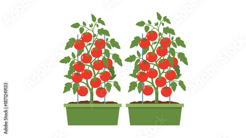 Two healthy tomato plants growing in rectangular green planters with numerous ripe red tomatoes and lush green leaves.
