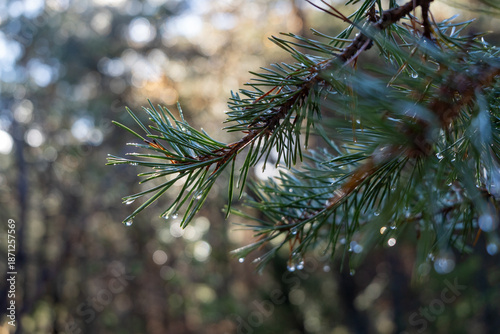 Foto Droplets from pines, forest, close up. High quality photo