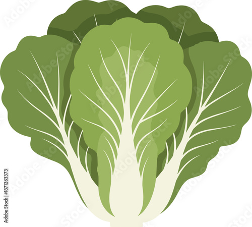 Fresh green Napa cabbage illustration for healthy food design and organic vegetable concepts, cad drawing flat vector illustration on white.