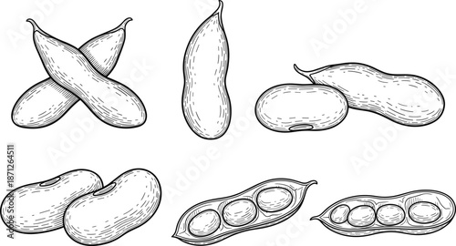 Bean pod illustration, legume seed drawing, botanical line art, cad drawing flat vector illustration, agricultural food sketch, black and white