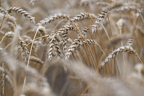wheat, field, agriculture, nature, grain, plant, cereal, summer, crop, grass, farm, yellow, sky, corn, food, rye, ear, bread, harvest, autumn, rural, seed, gold, grow, golden