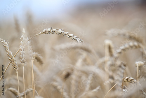 wheat, field, agriculture, nature, grain, plant, cereal, summer, crop, grass, farm, yellow, sky, corn, food, rye, ear, bread, harvest, autumn, rural, seed, gold, grow, golden