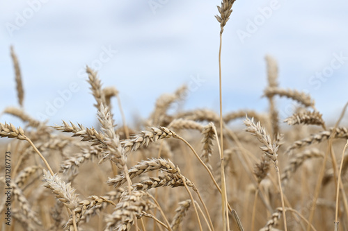 wheat, field, agriculture, nature, grain, plant, cereal, summer, crop, grass, farm, yellow, sky, corn, food, rye, ear, bread, harvest, autumn, rural, seed, gold, grow, golden