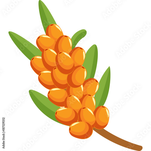 Sea Buckthorn Berries on a Branch