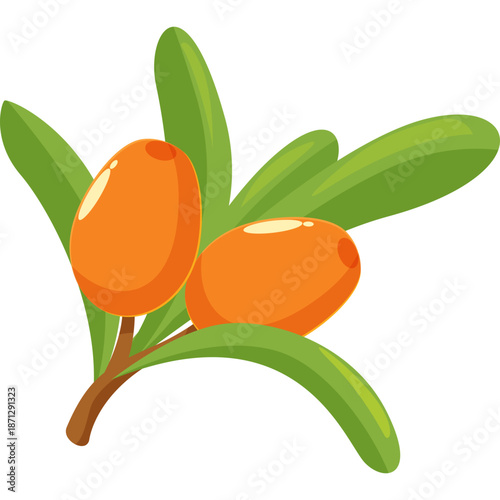 Sea Buckthorn Berries on Branch