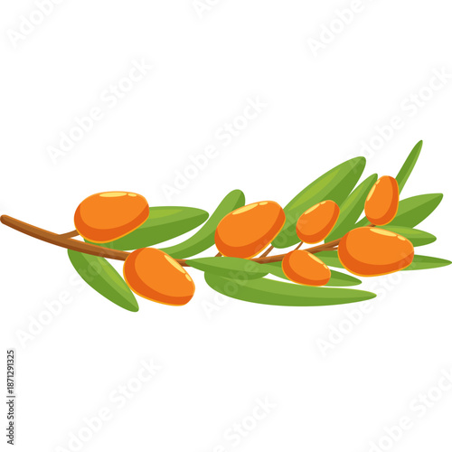 Sea Buckthorn Berries on Branch Illustration