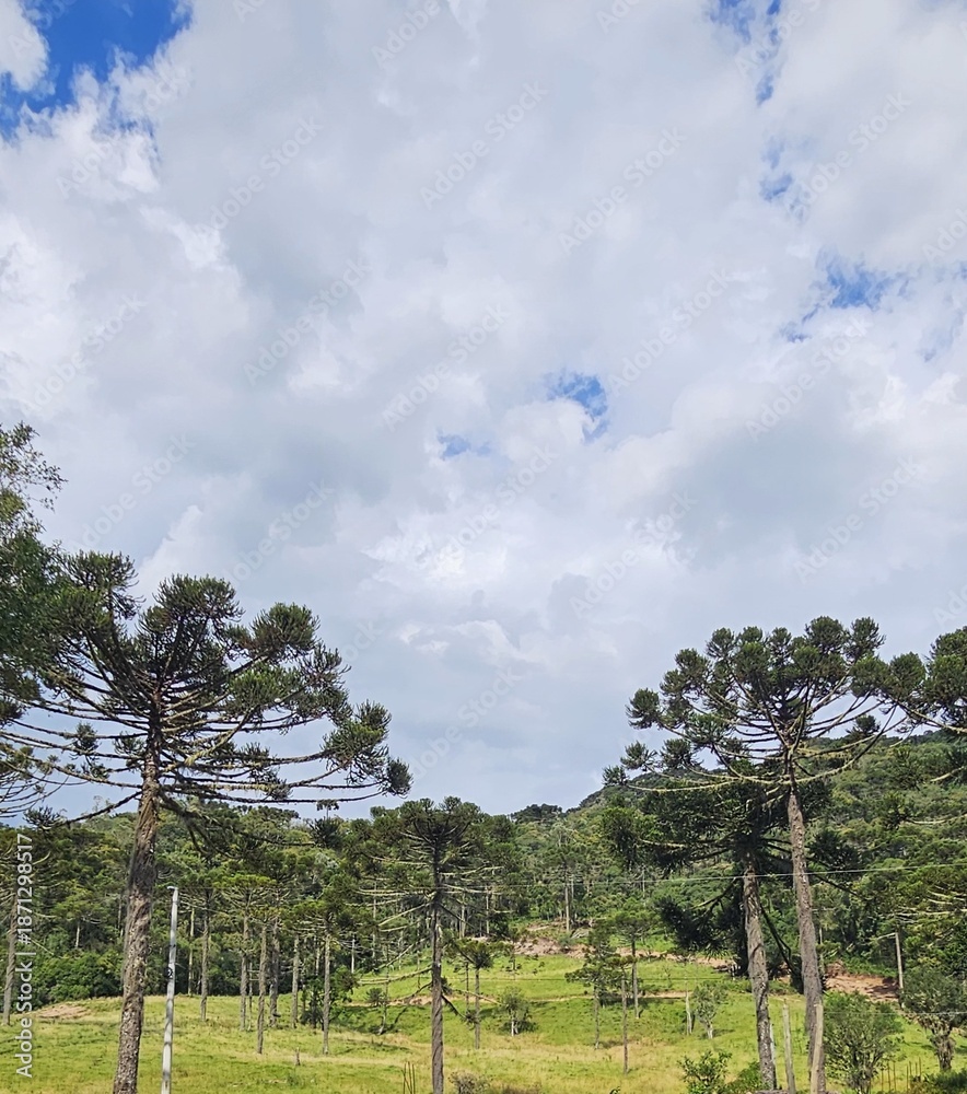 Fototapeta premium Paisagem rural com araucárias e céu nublado no sul do Brasil