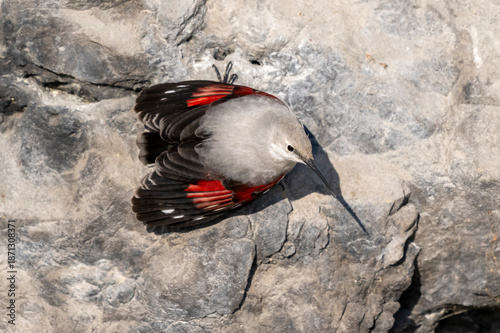 Picchio muraiolo ( Tichodroma muraria )
