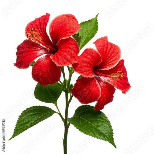 Bright Red Hibiscus Flowers With Green Leaves in a Simple Arrangement on Whit...