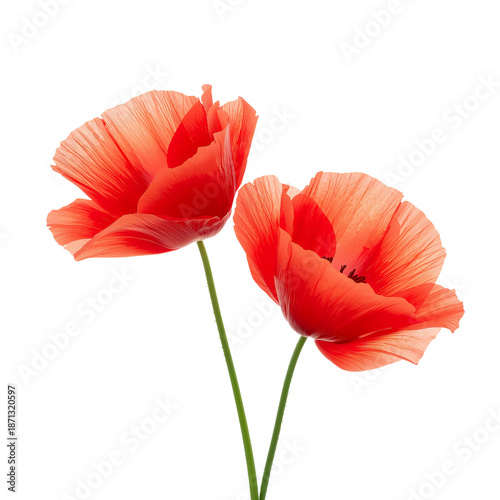 Red Flowers With Smooth Petals Stand Tall on Green Stems Against a White Back...