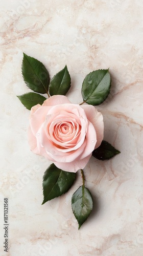 A delicate pink rose with green leaves on a marble background.