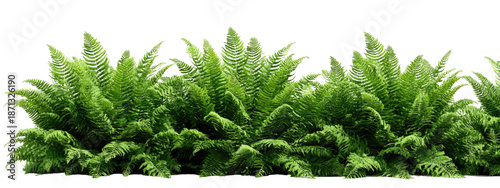 Lush fern foliage cluster