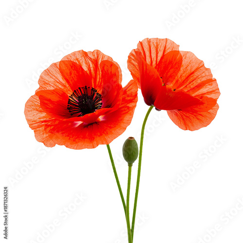 Red Flowers With Smooth Petals Stand Tall on Green Stems Against a White Back...