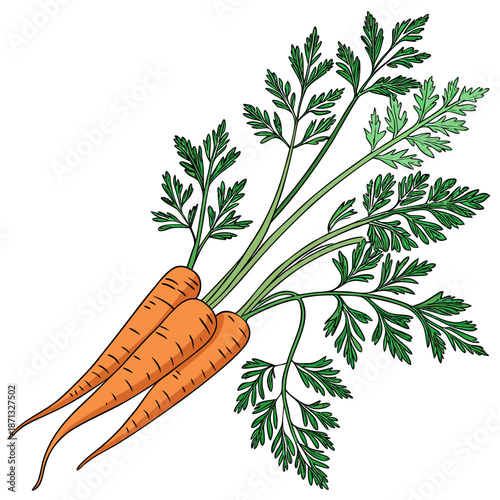 Fresh orange carrots with green leafy tops vegetable