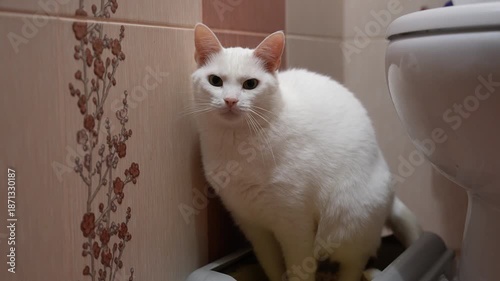 White cat sitting calmly on litter box in a cozy bathroom with floral wallpaper, soft natural lighting highlighting gentle pet behavior in domestic setting
