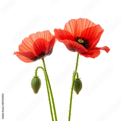 Bright Red Poppy Flowers With Green Buds Standing Against a White Background ...