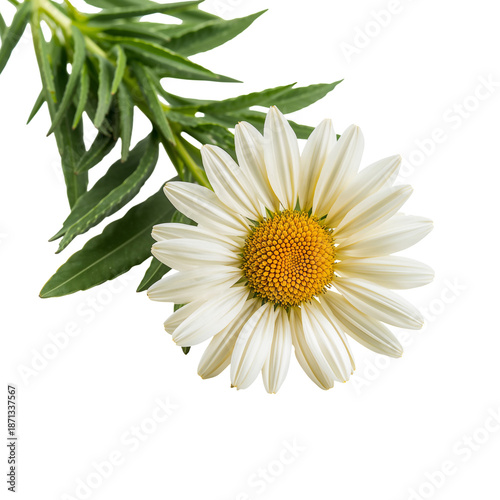 Daisies in Bloom Show Bright Yellow Centers With White Petals on Display