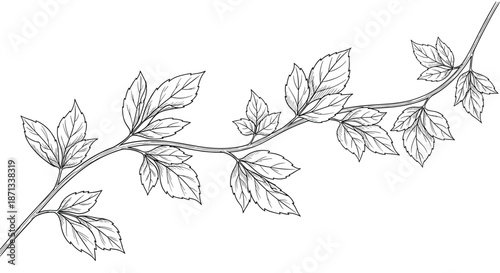 Detailed hand drawn botanical illustration of graceful tree branch with multiple lush green leaves on white background.