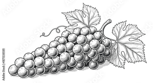 Detailed engraving of a bunch of grapes hanging with large vine leaves and curly tendrils in a classic black and white artistic style.