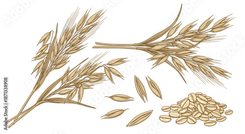 Hand drawn sketch of oat plants with ripe ears, loose grains, and a pile of oatmeal isolated on a clean white background.