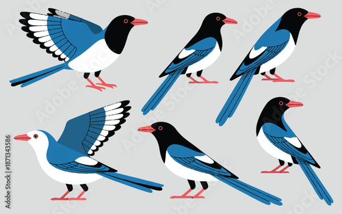 Collection of magpies in different positions and flying isolated on gray background