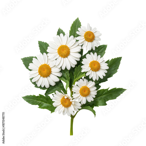 Bouquet of White Daisies With Yellow Centers on a Single Stem With Green Leaves