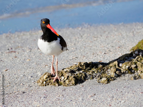 Photography American Oystercatcher (Haematopus palliatus) standing on a rocky beach overlooking the Gulf of Mexico