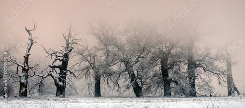 Trees in the fog on a winter morning. Landscape on a frosty morning.