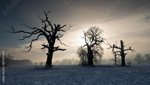 Trees in the fog on a winter morning. Landscape on a frosty morning.