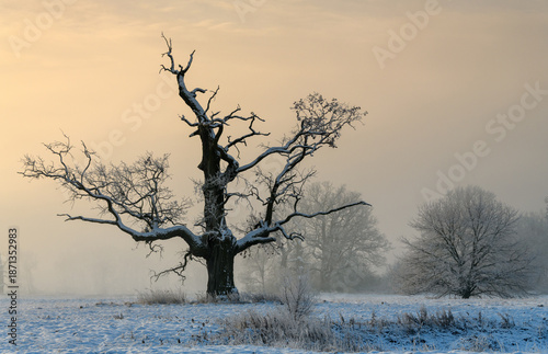 Trees in the fog on a winter morning. Landscape on a frosty morning.