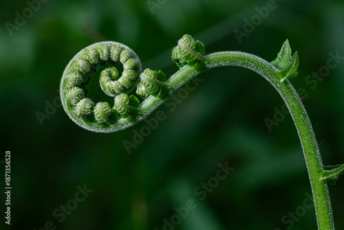 Fresh green fern shoots in a spiral shape. Macro photo