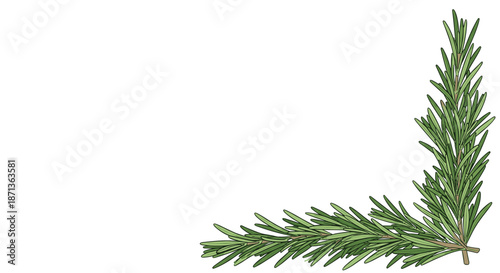 Two fresh green rosemary sprigs creatively arranged to form a botanical corner border on a plain white background.