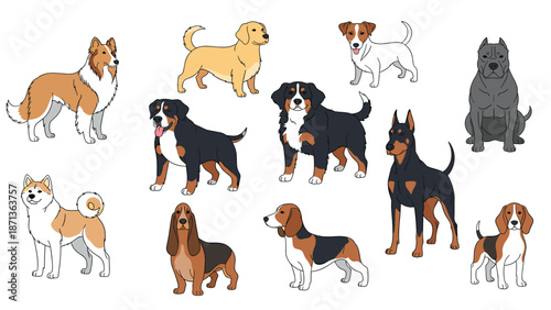 Collection of diverse purebred dog illustrations featuring breeds like golden retriever beagle doberman and bernese mountain dog on white.
