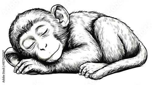 Cute Sleeping Monkey Vector Isolated on White Background