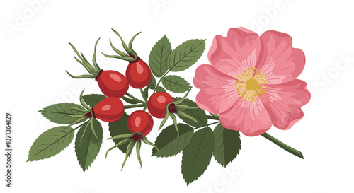Beautiful pink dog rose flower on a branch with green leaves and several bright red rose hip berries for tea.