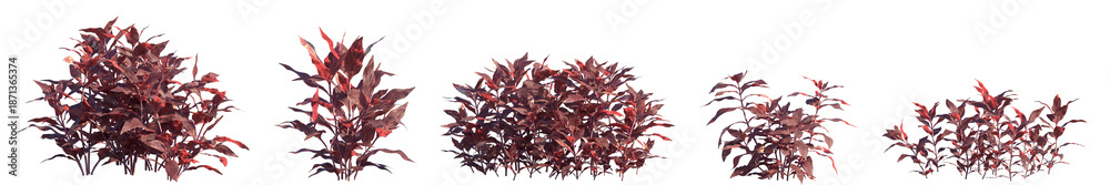 Obraz premium Set of Alternanthera reineckii (known as water hedge) frontal aquatic plants isolated png on a transparent background perfectly cutout high resolution