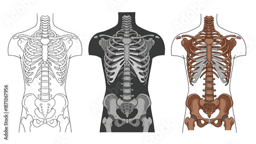 Three anatomical illustrations of the human torso skeleton, including the rib cage, spine, and pelvis, in different artistic styles.